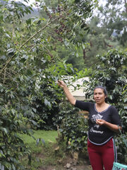 Visita del cafetal